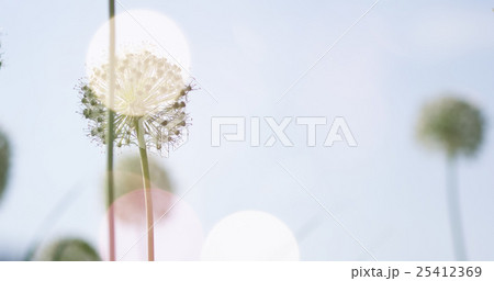 White Allium circular globe shaped flowers blow in 25412369