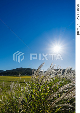陽光に輝くススキと収穫期を迎えた水田の風景 陽光に輝くススキと収穫期を迎えた水田の風景 25413050