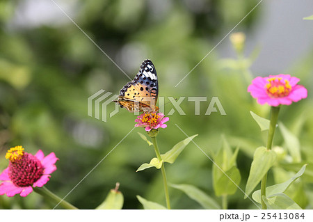 百日草とツマグロヒョウモン蝶 25413084