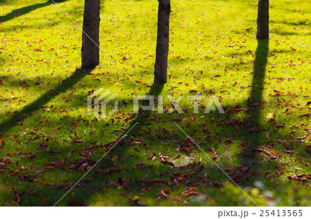 shadows from the trees shadows from the trees 25413565
