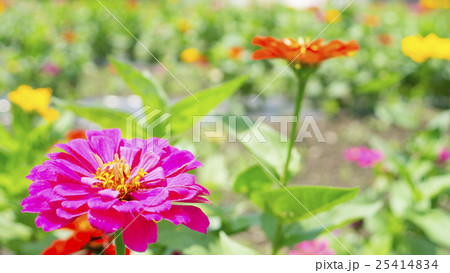 百日草 16:9 百日草 16:9 25414834