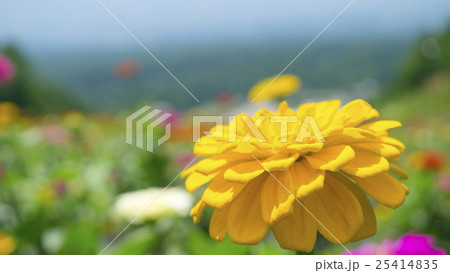 百日草 16:9 百日草 16:9 25414835