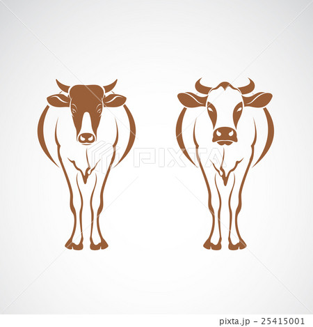 Vector Of Two Cow On White Background のイラスト素材