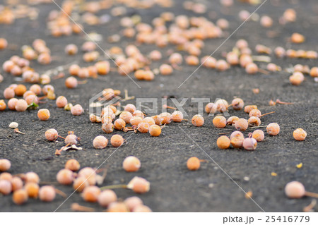 路上に落ちたギンナン 25416779