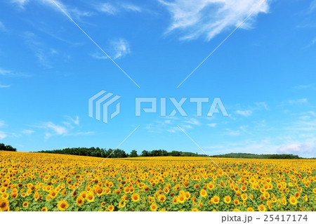 北海道　夏の青空と満開のひまわり 25417174