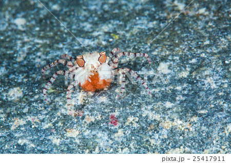 キンチャクガニ 25417911