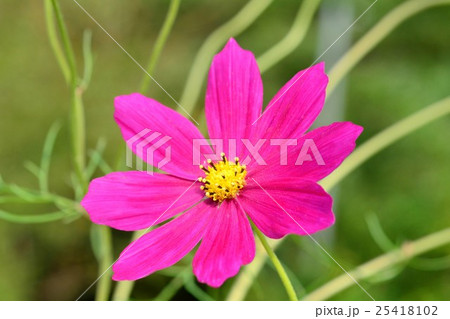 コスモスの花 コスモスの花 25418102