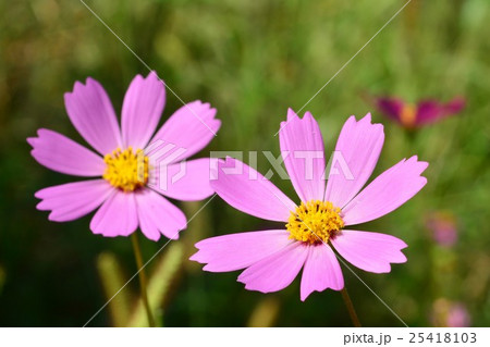 コスモスの花 コスモスの花 25418103
