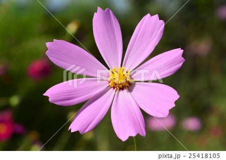 コスモスの花　 25418105