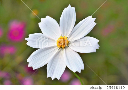 コスモスの花　 25418110