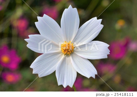 コスモスの花　 25418111