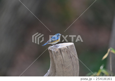 切り株に止まるルリビタキA45 切り株に止まるルリビタキA45 25418161