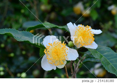茶の花 25418180