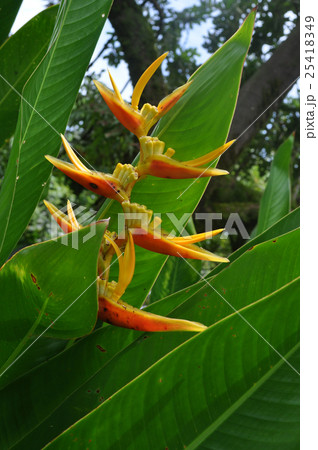 バード・オブ・パラダイス 25418349