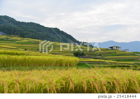 秋の棚田 25418444