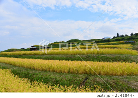 棚田の稲 棚田の稲 25418447