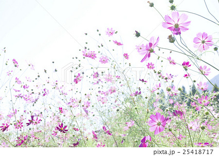 コスモス 25418717