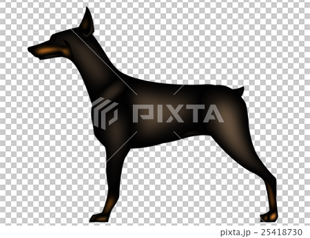  Doberman 25418730