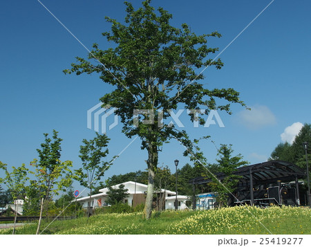 八ケ岳高原線　清里駅 25419277