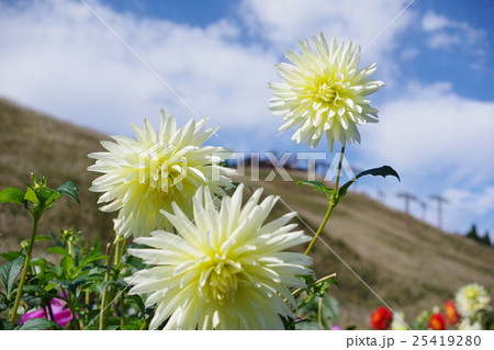 ダリアの花 25419280