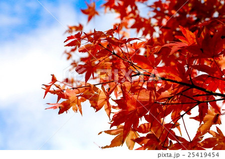 紅葉 25419454