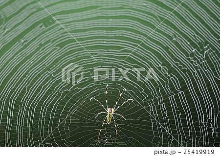 朝露に濡れる蜘蛛の巣と女郎蜘蛛a1の写真素材 25419919 Pixta