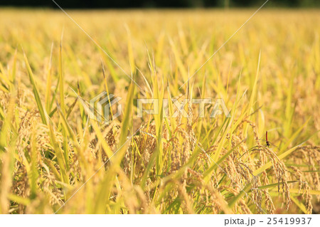 稲穂と赤とんぼ 25419937
