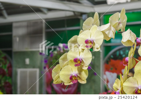 Paphiopedilum orchidaceae flower 25420124