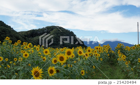 ひまわり ひまわり 25420494