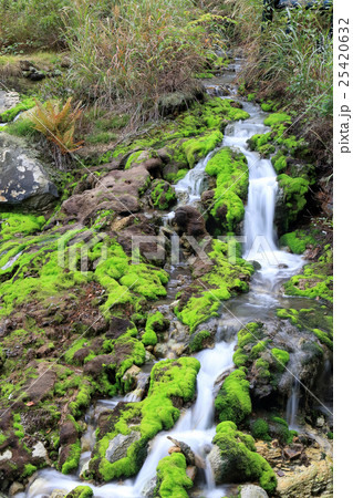 チャツボミゴケ公園 25420632