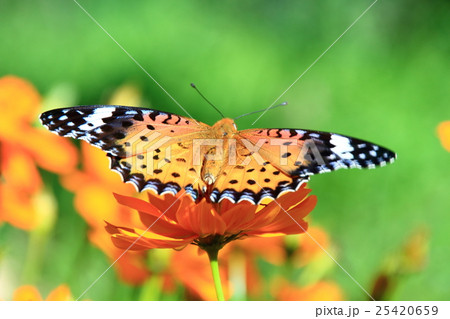 ツマグロヒョウモン 25420659