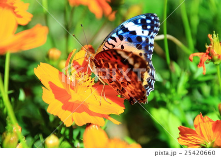 ツマグロヒョウモン ツマグロヒョウモン 25420660