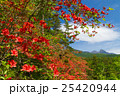 レンゲツツジと八ヶ岳 25420944