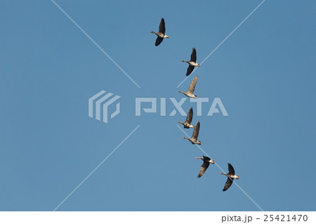 Geese Flying Up 25421470