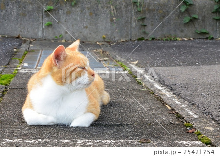 くつろいでいる猫 25421754