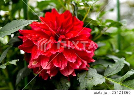 ダリア 25421860