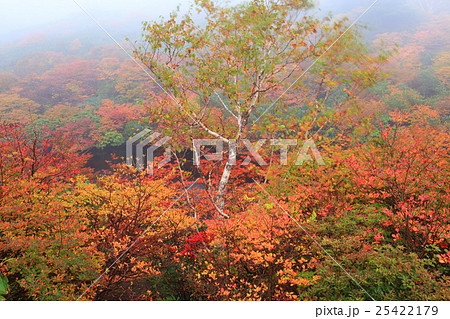 霧のひょうたん池紅葉(那須岳) 霧のひょうたん池紅葉(那須岳) 25422179