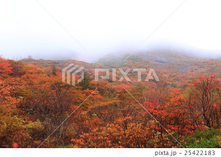 霧の茶臼岳紅葉 霧の茶臼岳紅葉 25422183