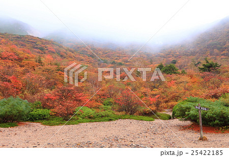 霧の茶臼岳紅葉 25422185
