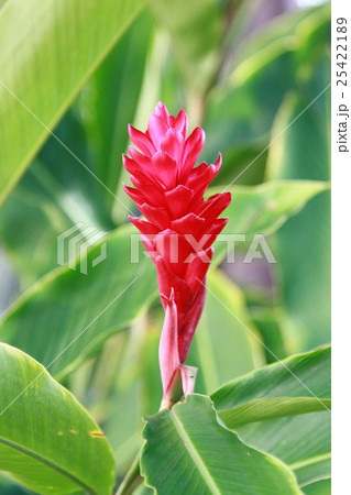 レッドジンジャーの花 25422189