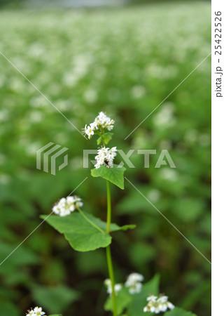 そばの花 そばの花 25422526