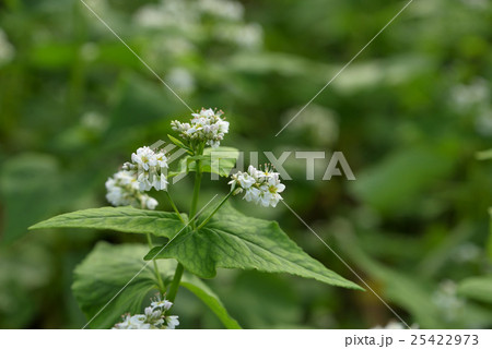 そばの花 そばの花 25422973