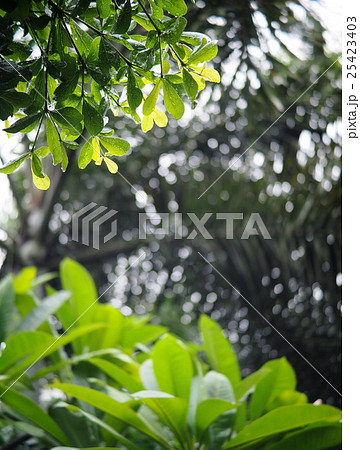 plant environment in authentic natural garden 25423403