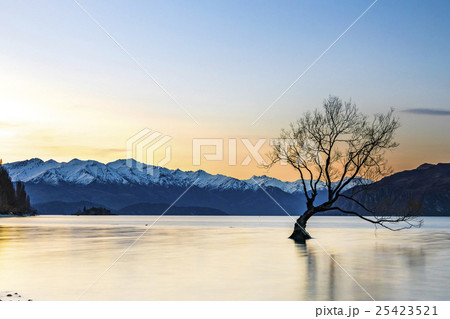 Tree at wanaka lake, New Zealand Tree at wanaka lake, New Zealand 25423521