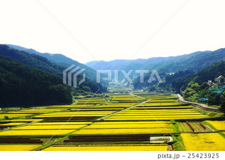 秋の幾何学模様の田圃（長野市篠ノ井信更村田野口の田圃） 25423925