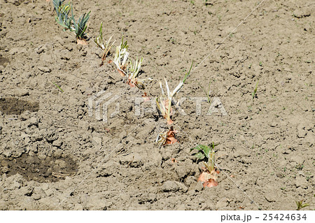 Cultivation of onions in the garden 25424634