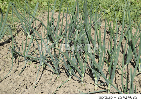 Cultivation of onions in the garden 25424635