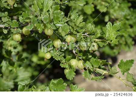 Gooseberries in the garden on a bed 25424636
