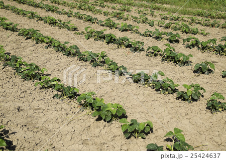 The bed of strawberries in the garden 25424637