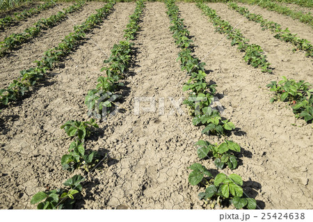 The bed of strawberries in the garden 25424638
